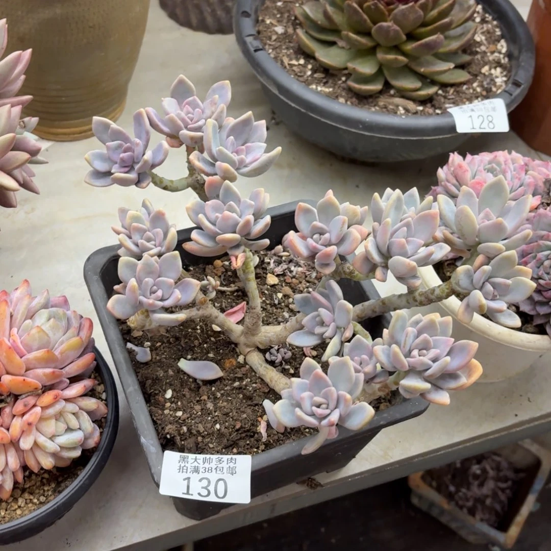 一****黑大帅多肉130东美人