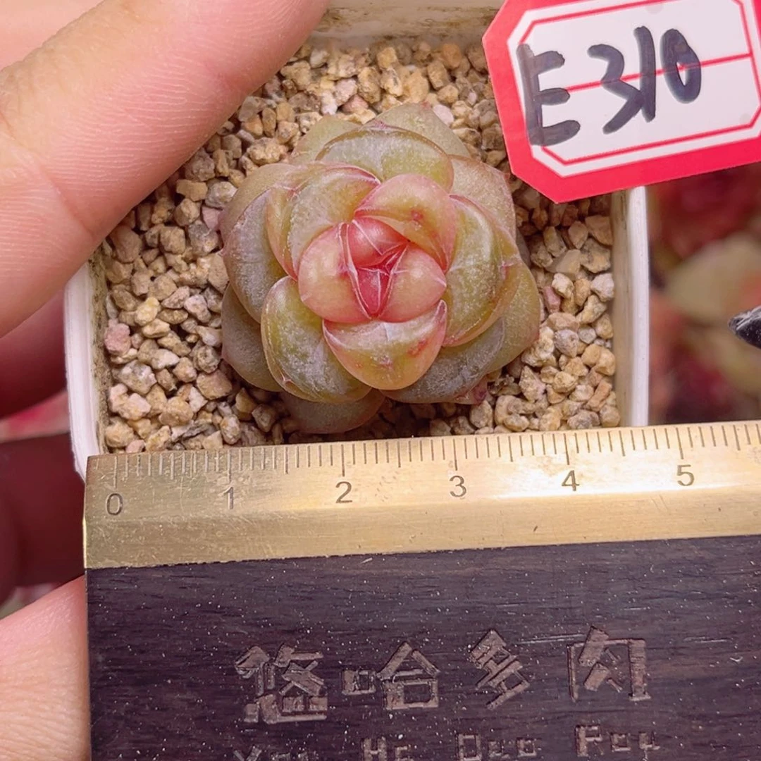 阿***?E310 一物一拍 沉香A