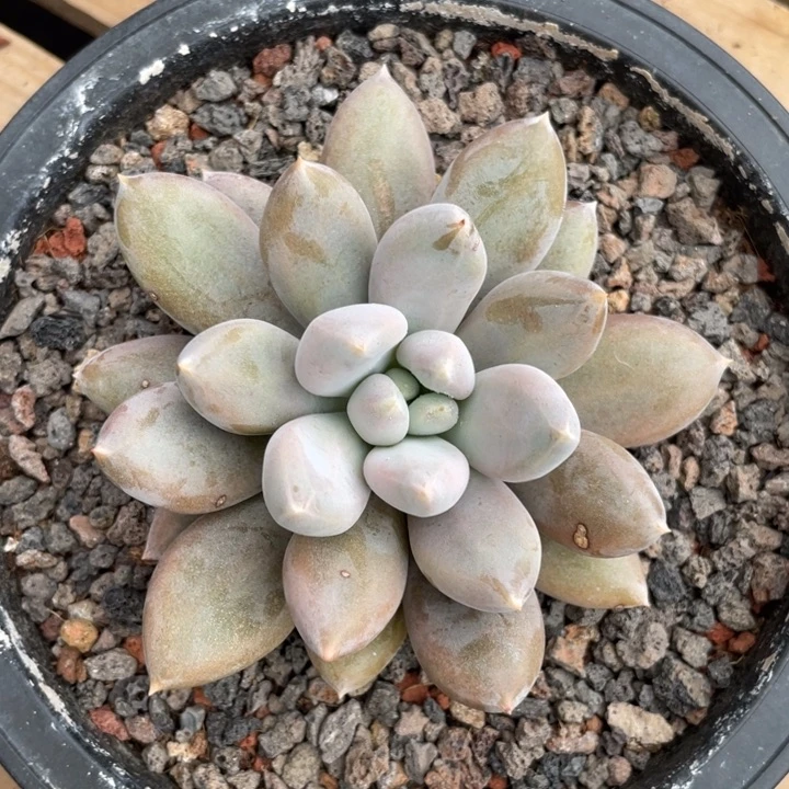 红胖体哥特萝莉，满38包邮