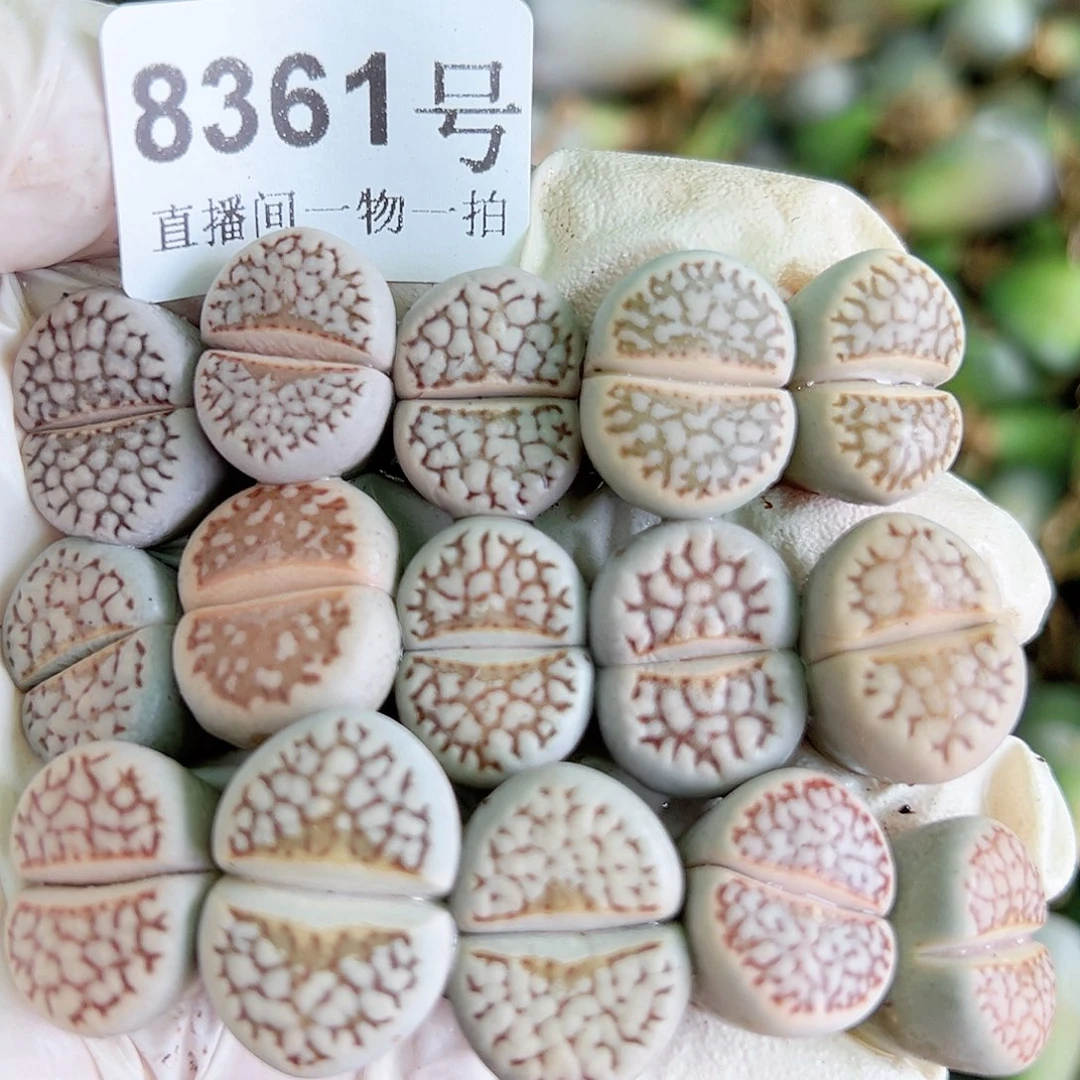 8361 好养易活生石花大母本15个