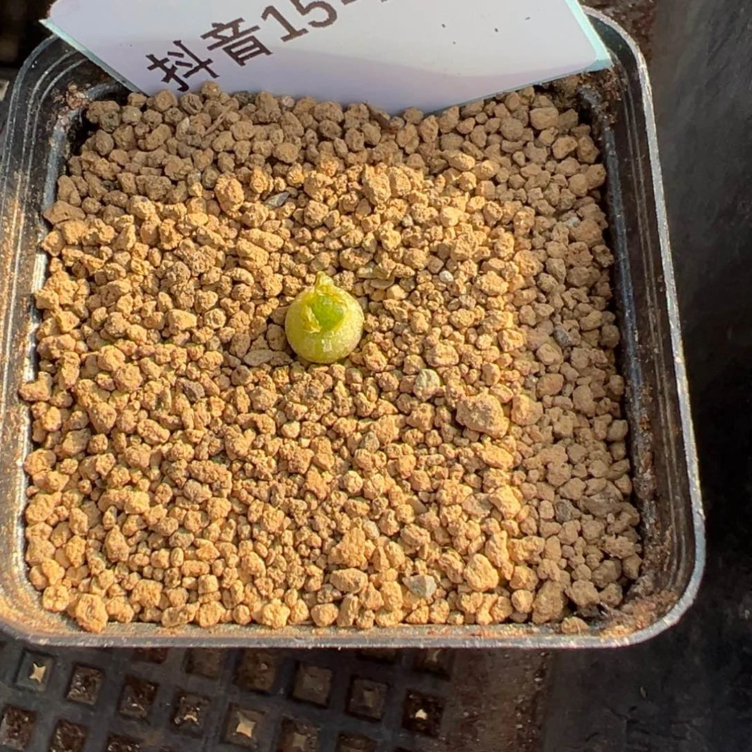 15-191肉锥多肉植物