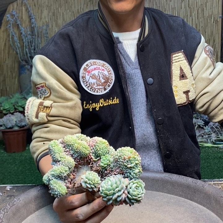 梅***子45号白胖子多肉植物