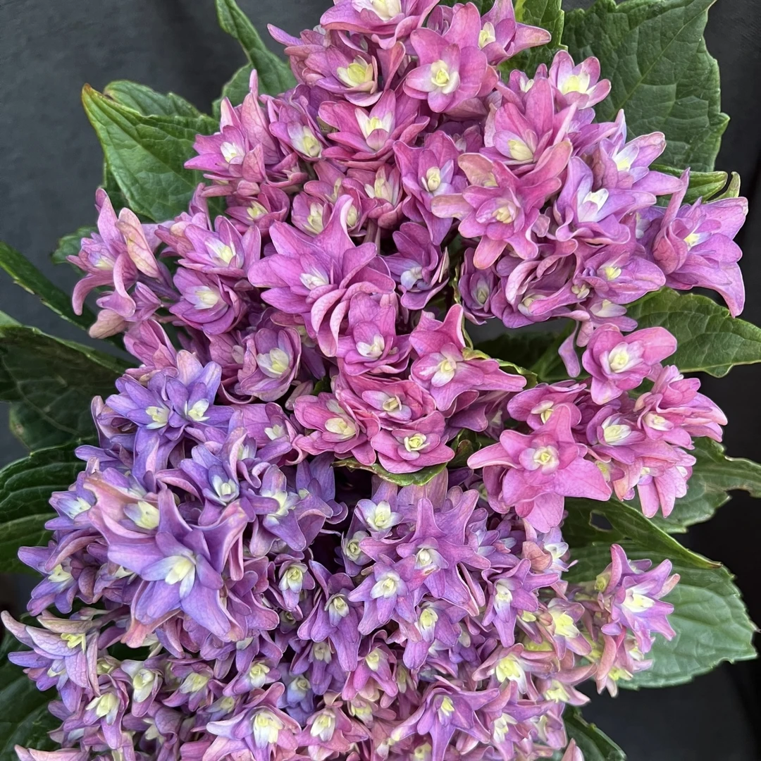 许愿星绣球花盆栽花卉庭院阳台新手易养护喜水植物