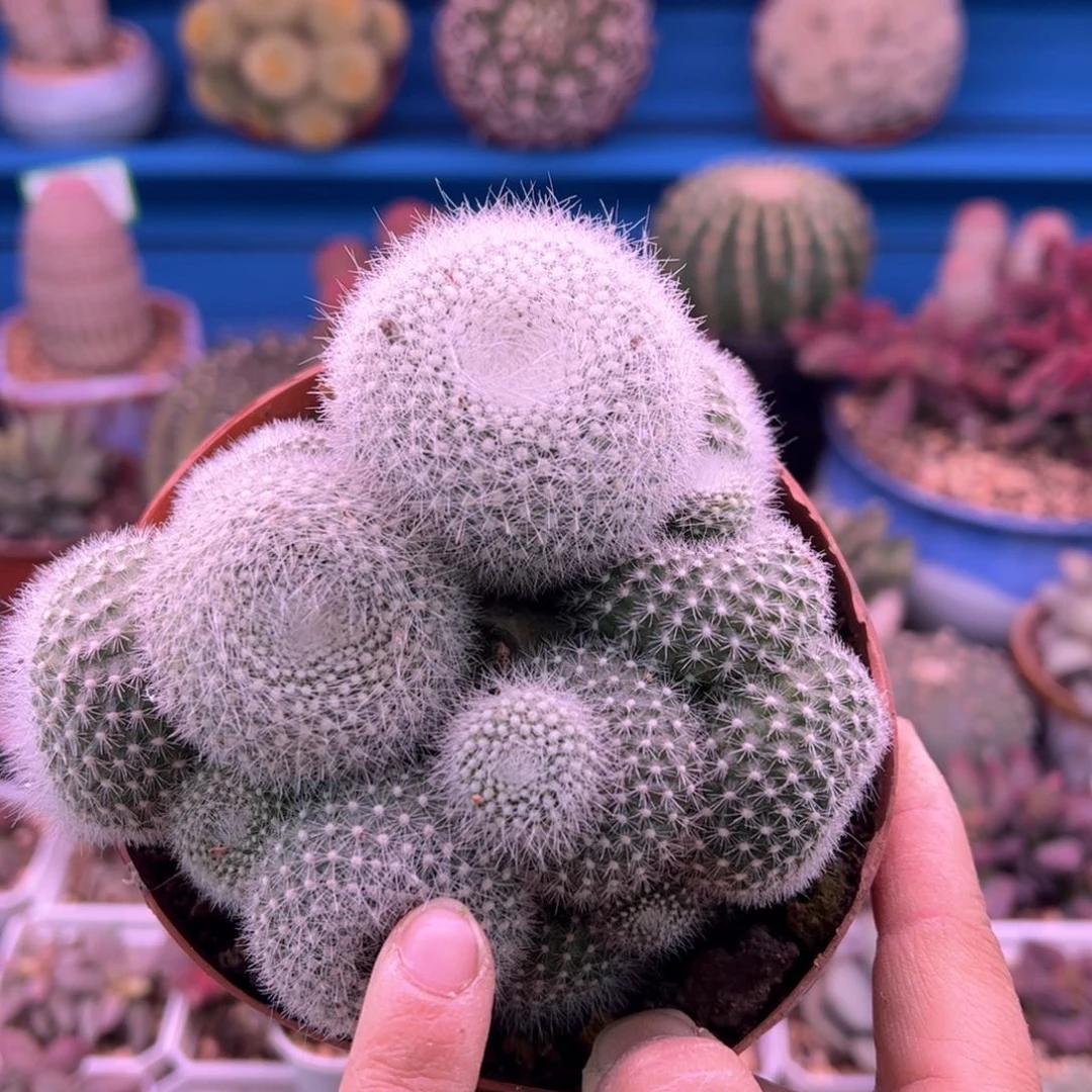 小****r白雪光。