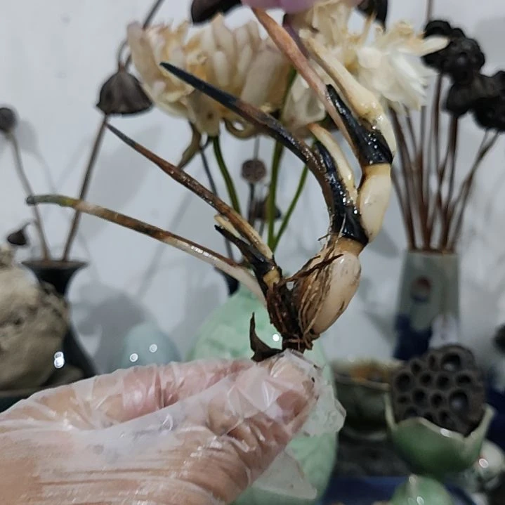 当前无花栽培后可以开花☆金凤秀色1支