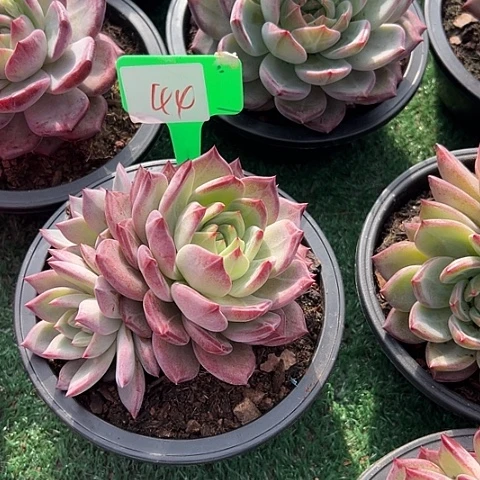 好***油44黑五一个带盆多肉