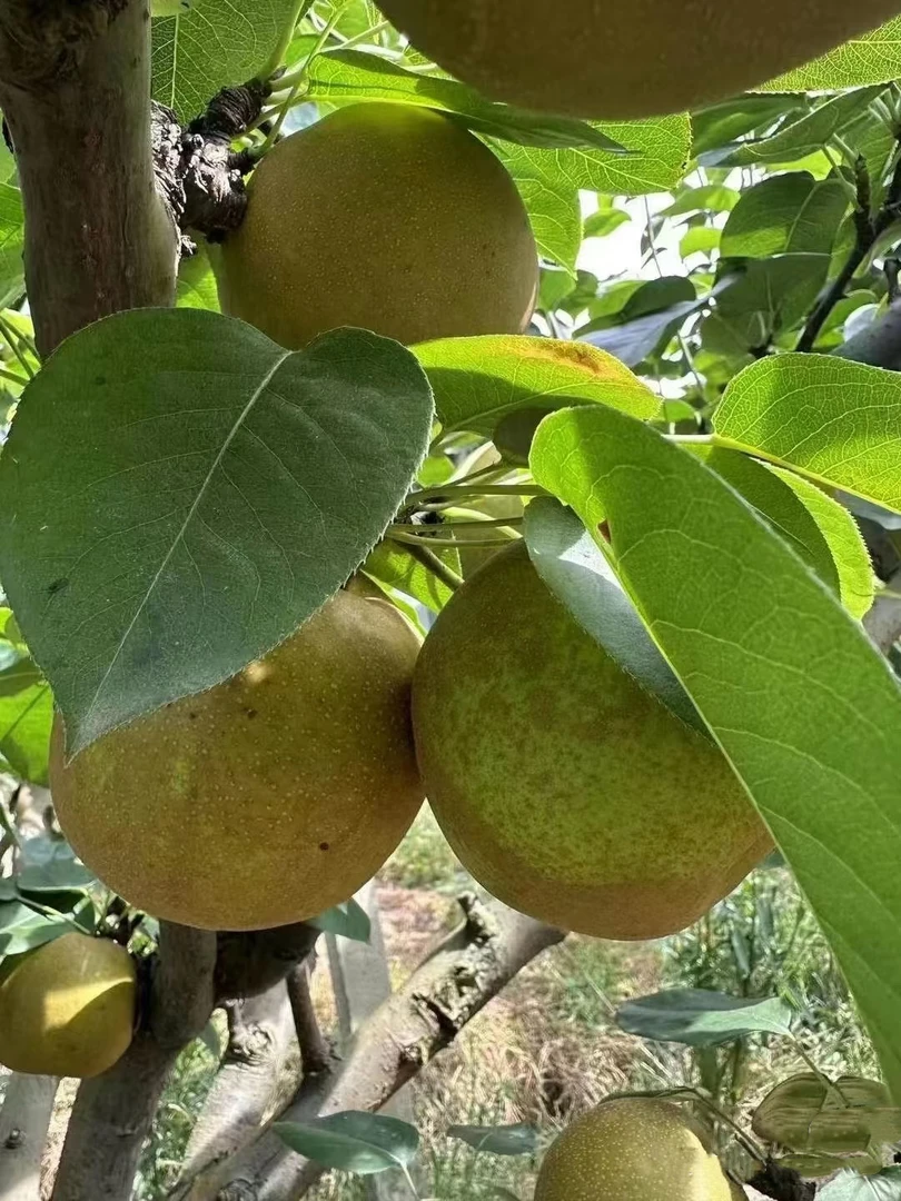 （顺丰包邮）贵州农家自种新鲜现摘翠冠梨一口爆汁甜到心里