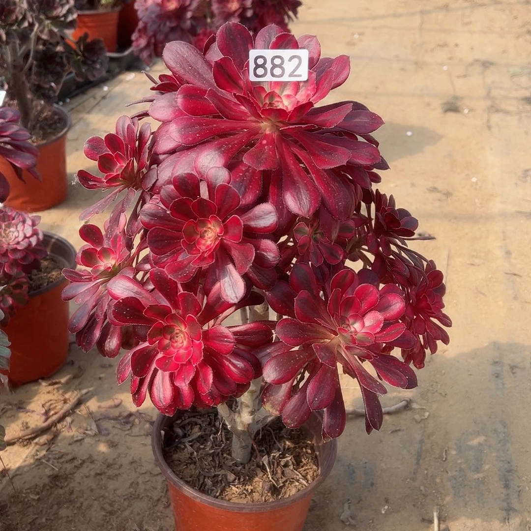 紫砂茶宠香奈儿老桩882