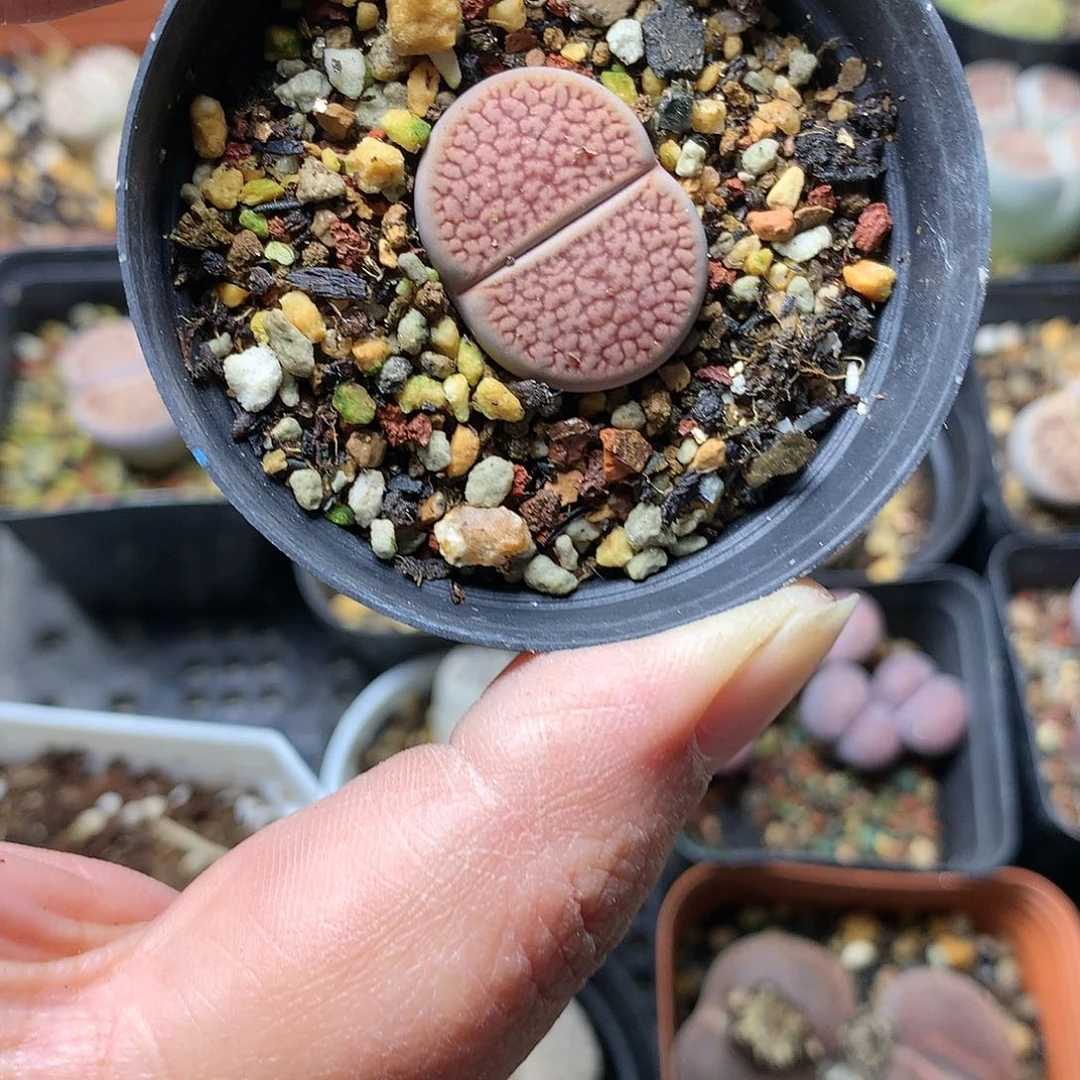 虾*…G442多肉植物保护