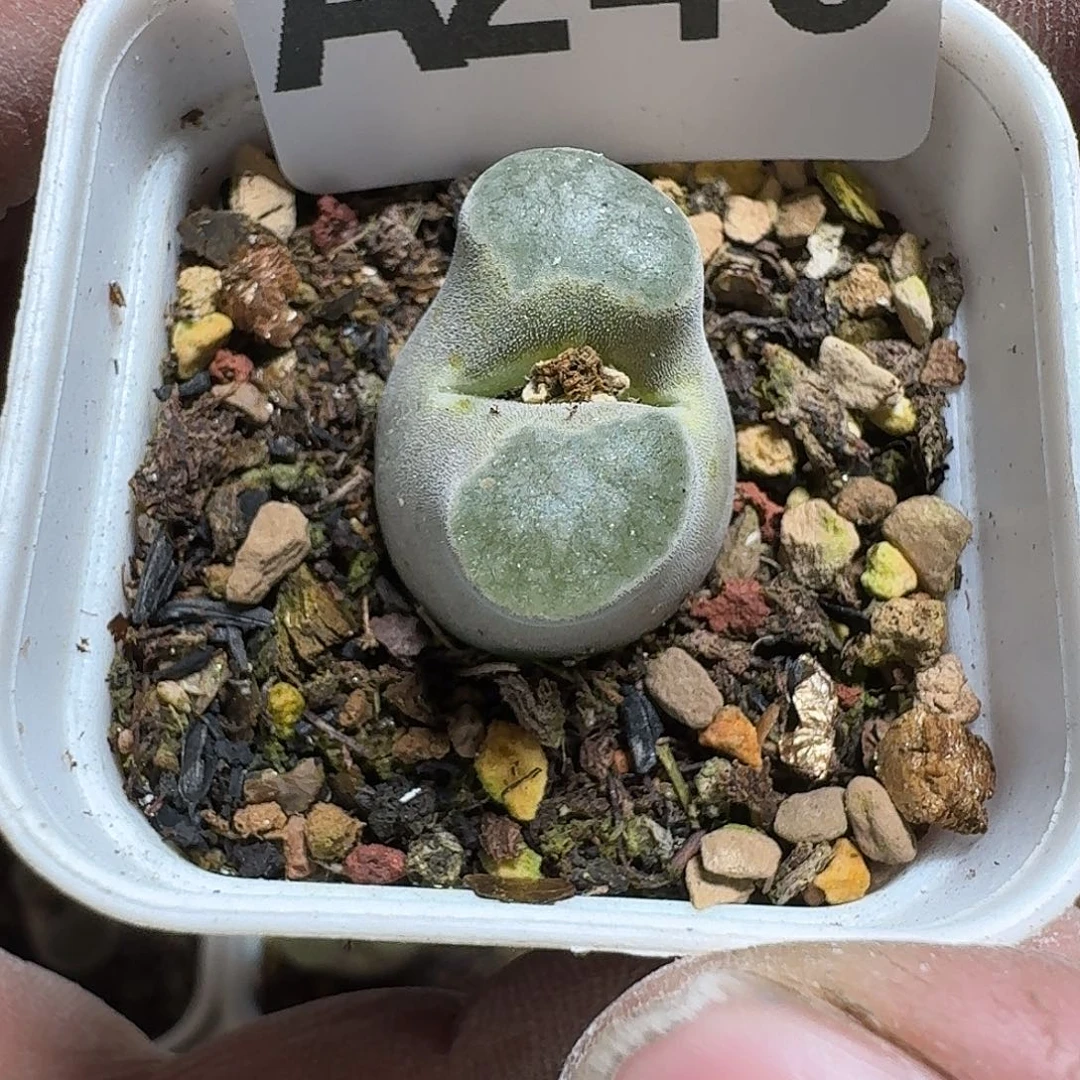 240 多肉植物多肉植物