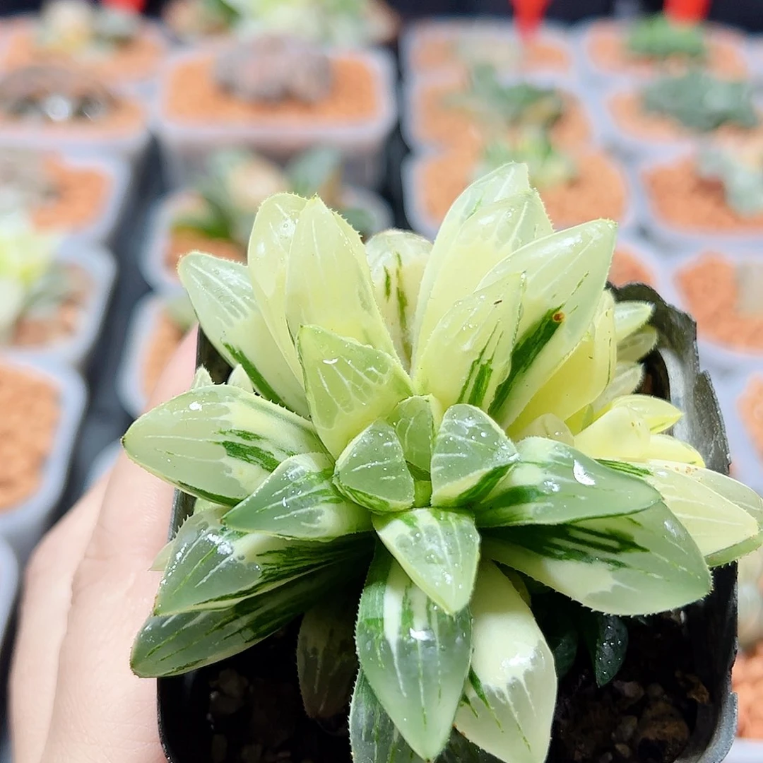 十二卷多肉姬寿锦