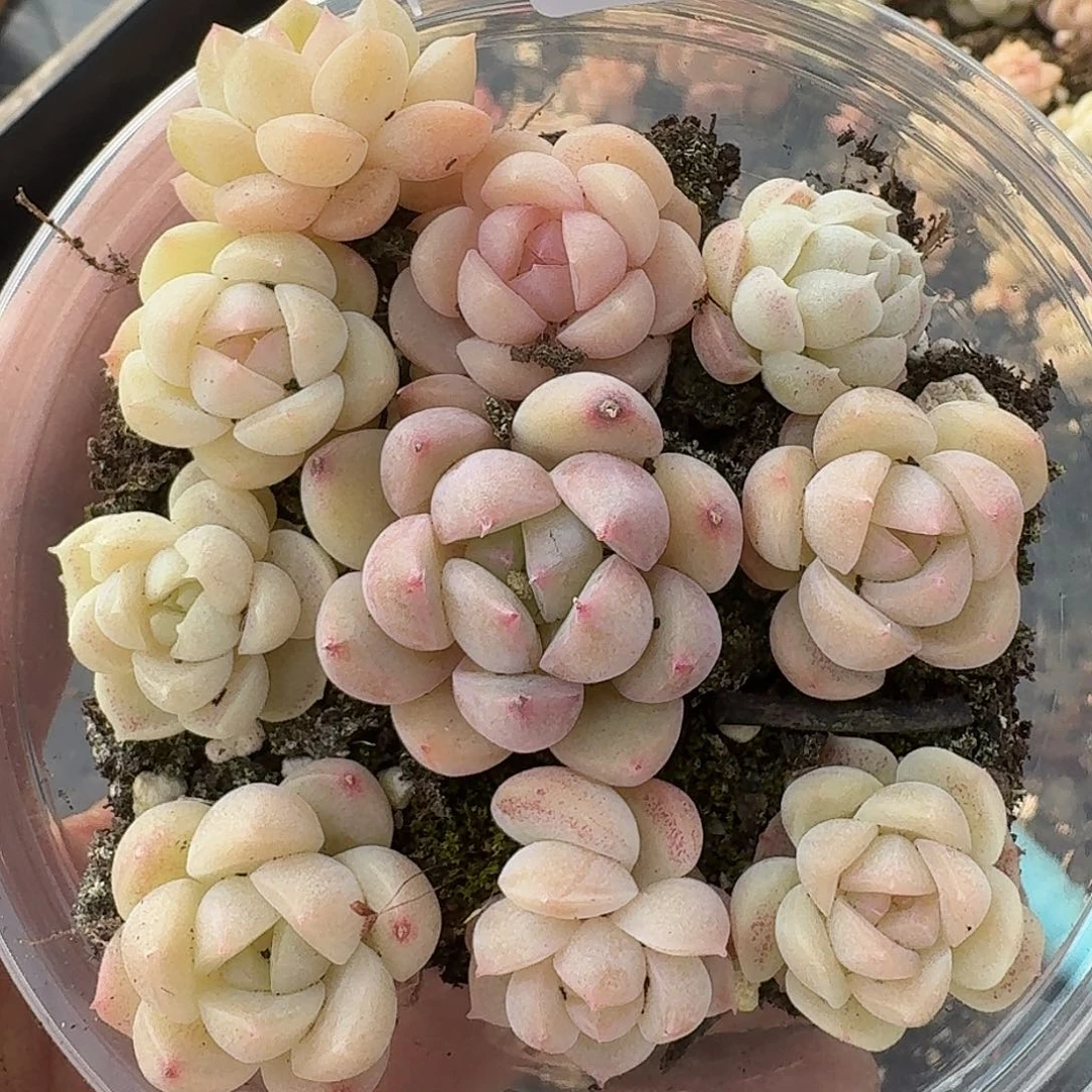 杂交新品珍妮多肉602