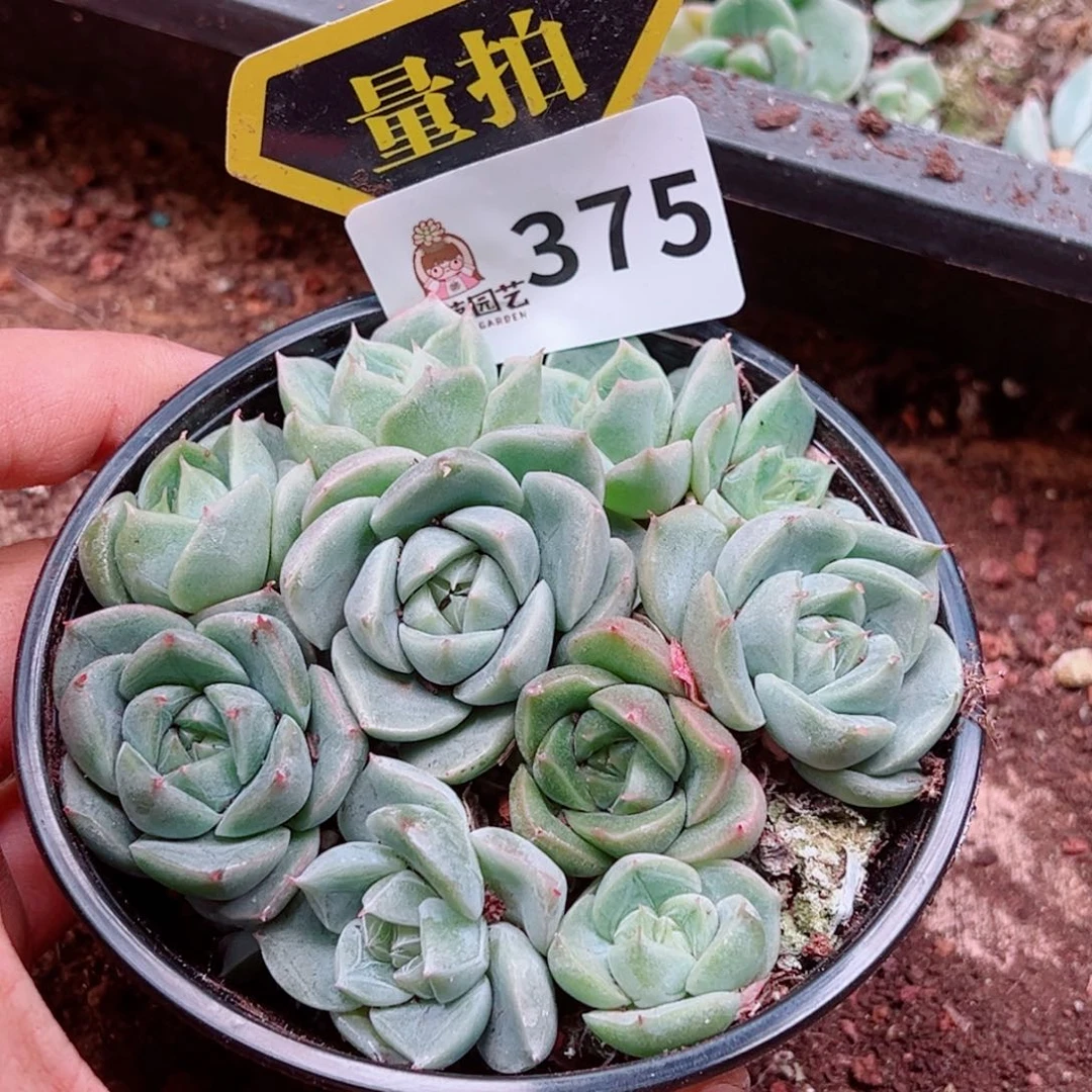 当前无花朵，栽培后可花朵