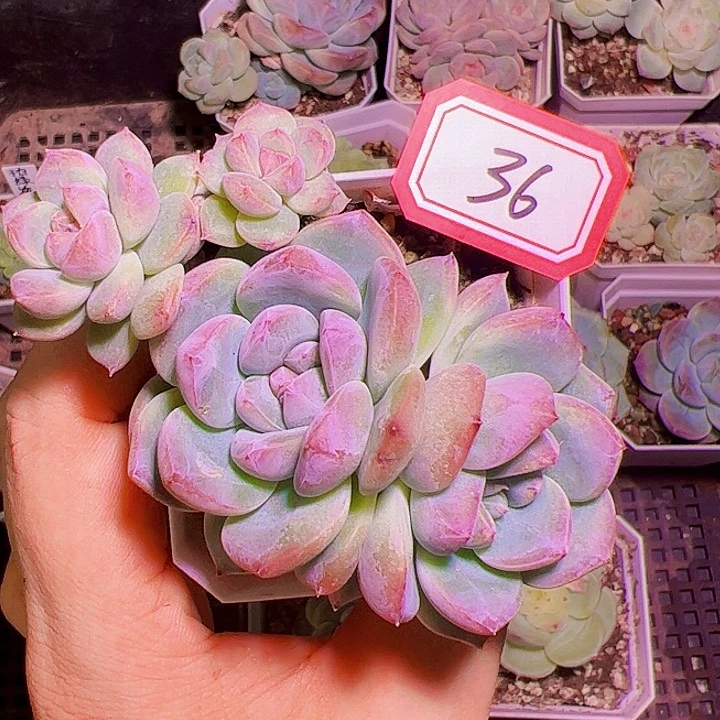 优选太妃糖多肉植物