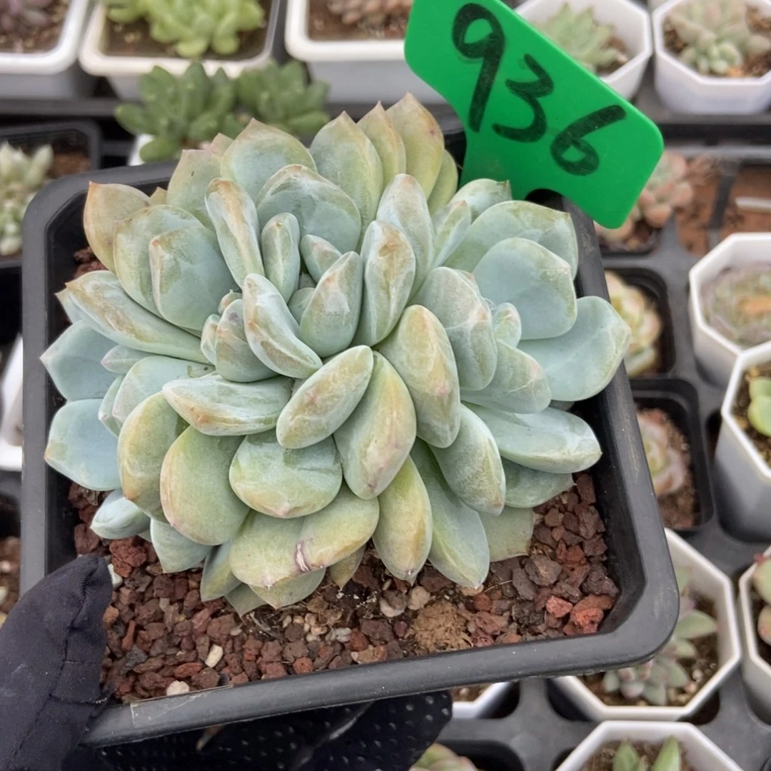 936橙子多肉植物保护