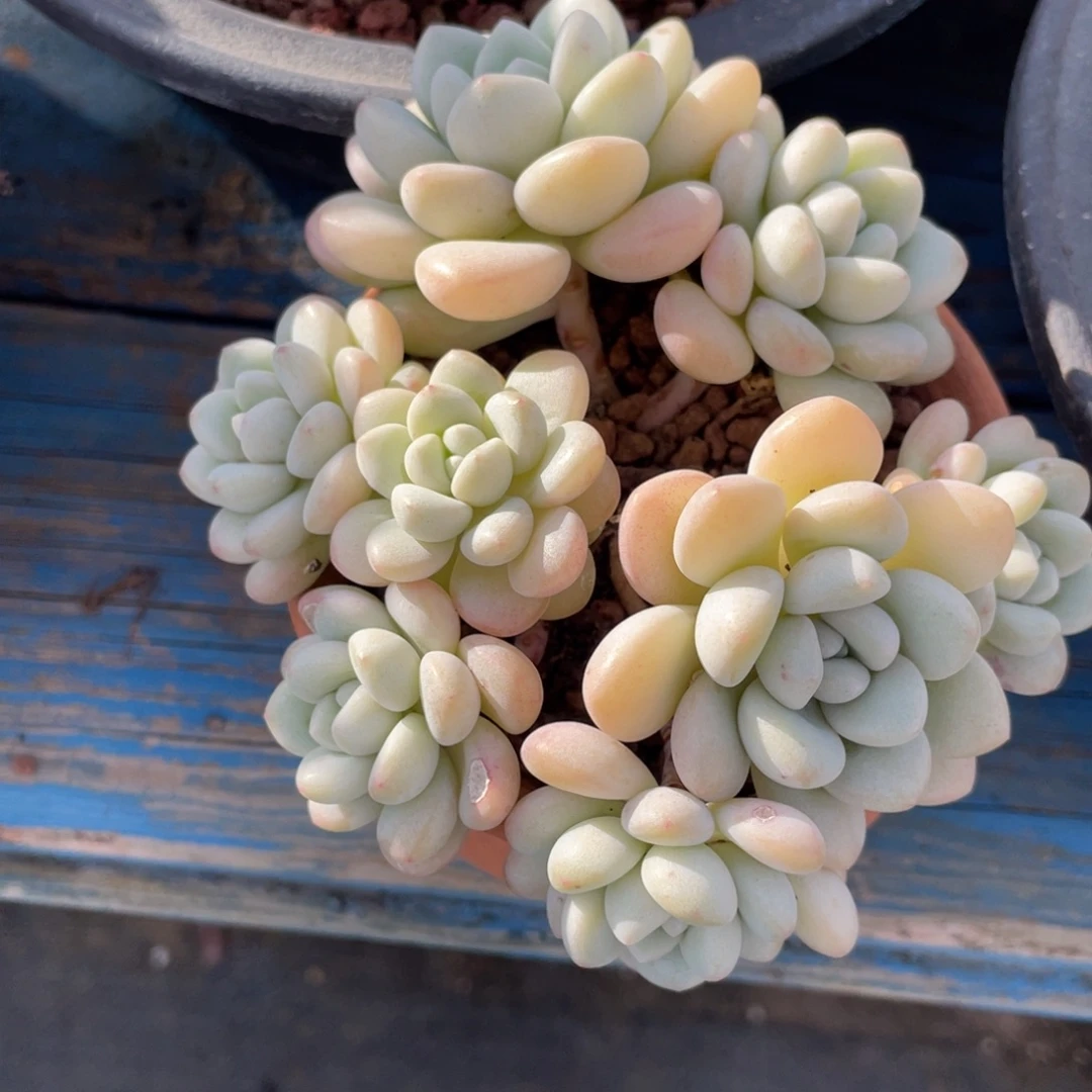 多肉植物盆栽多肉