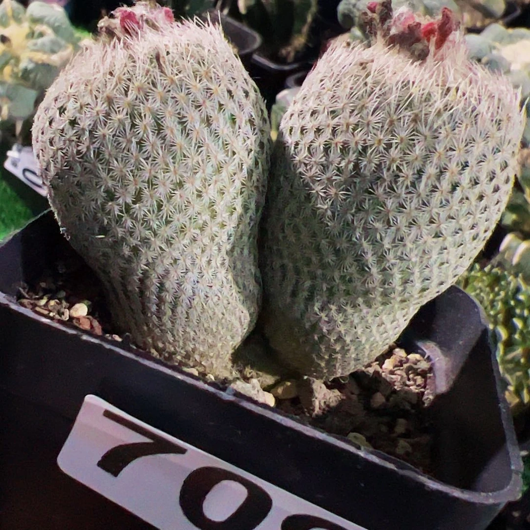 全部花朵自根双头伊朗丸709