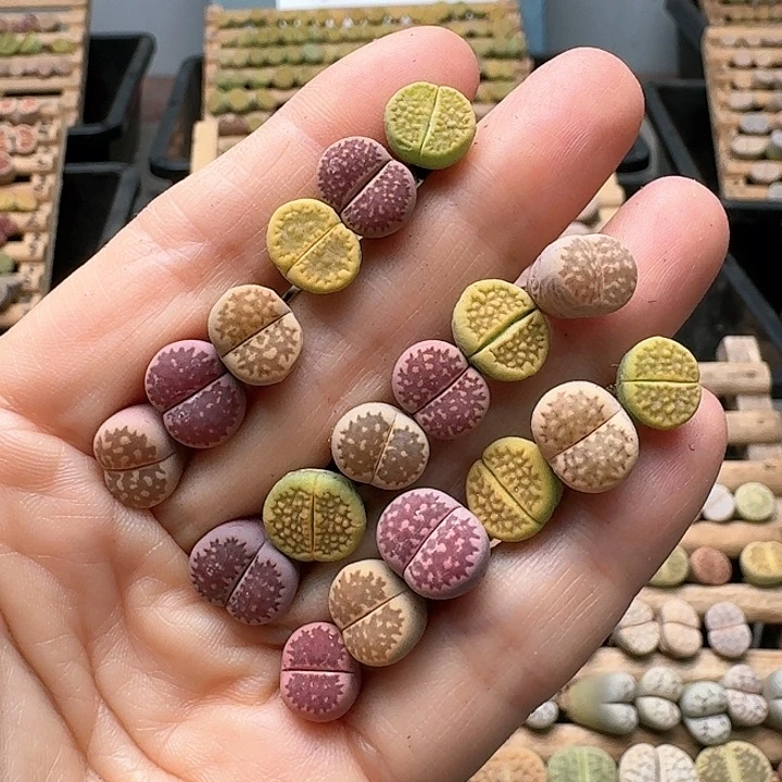 1023清框特价彩套