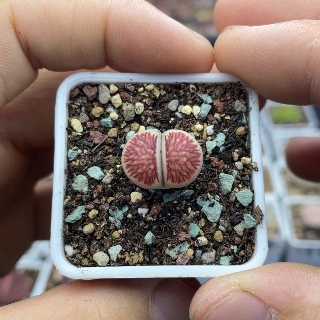 000000000000000000000421