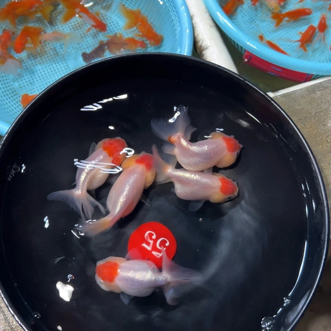 天***涯金鱼55号。5条练手虎