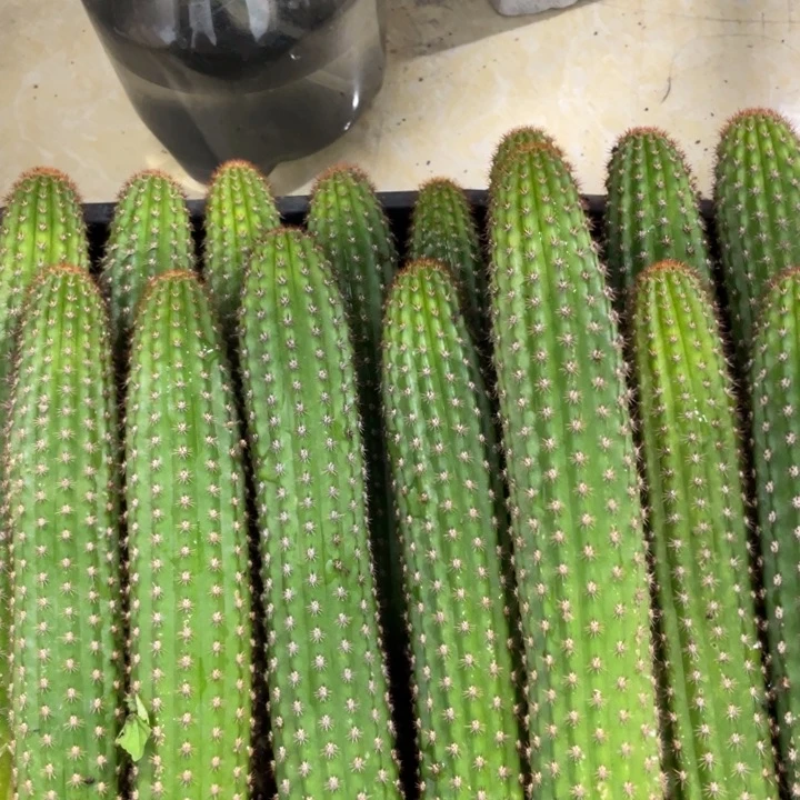 自根卡布奇诺金妞保15公分