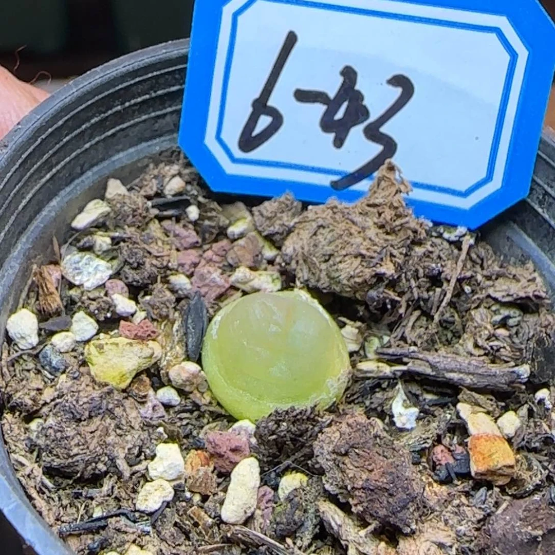 拉登1.0带盆土发货福利