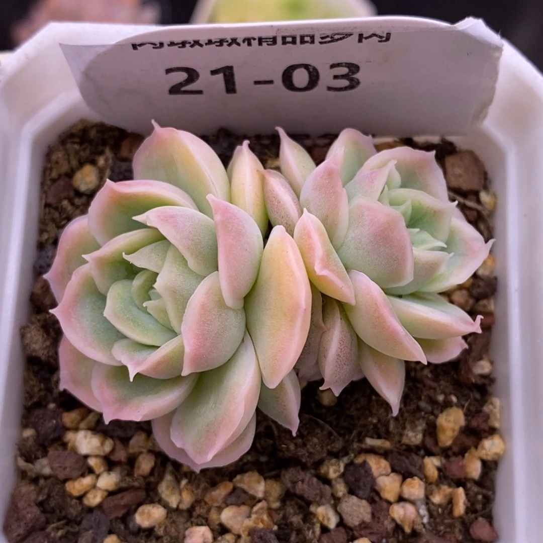 【闪购商品】21-03虾饺