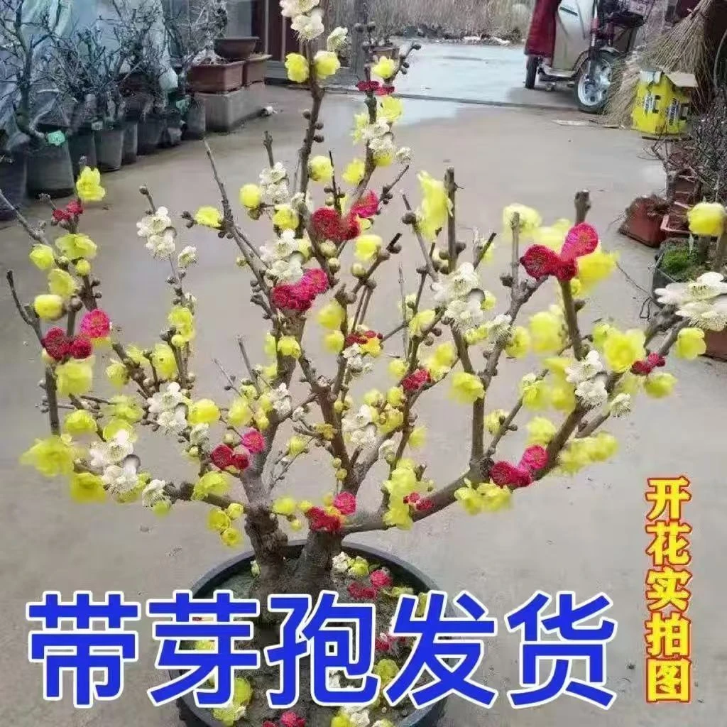 （买一送一）耐寒浓香型梅花树盆栽室内外庭院阳台花卉绿植腊梅老桩