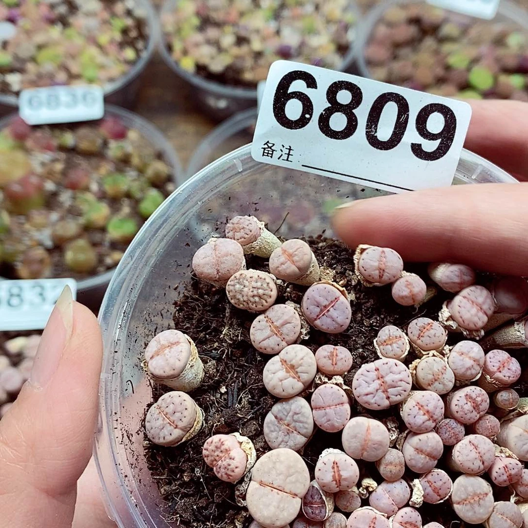 6809粉唇粉脸也没