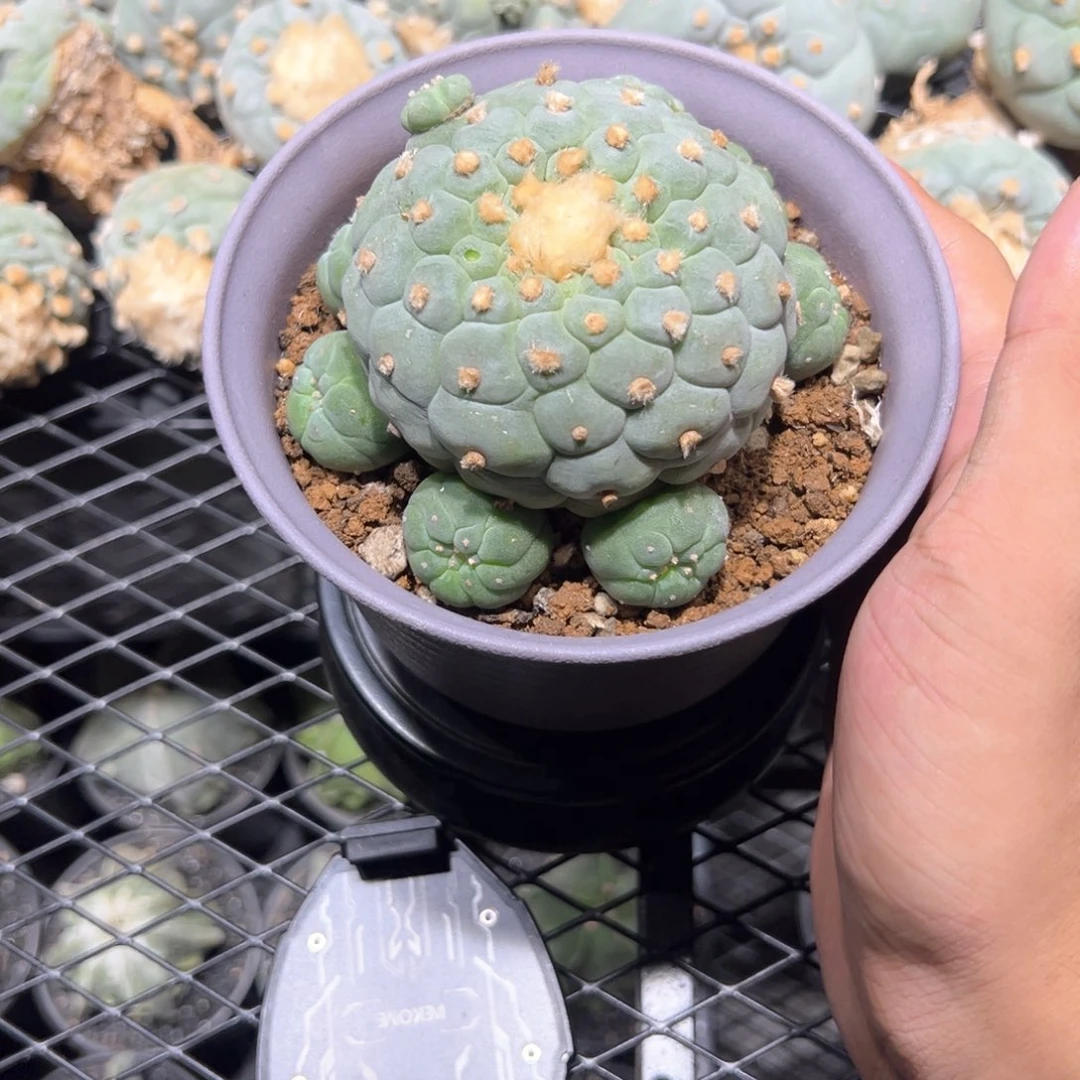 实生小u佛头10cm