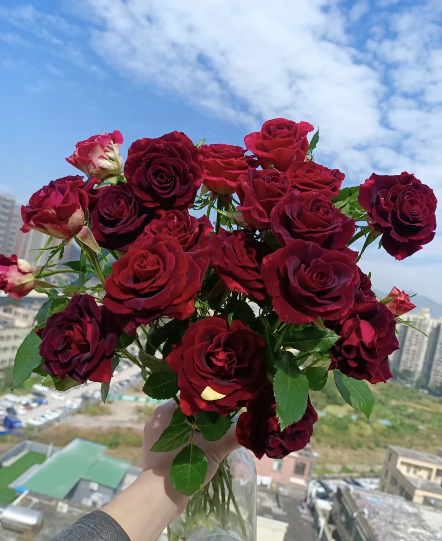 新品切花玫瑰紫罗兰黑红色丝绒感月季花苗灌木阳台盆栽庭院花卉