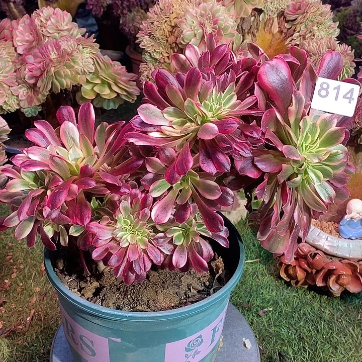 美杜莎法师锦缀化814