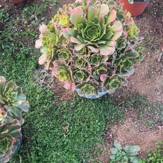 c*特使卡多少汁高雅hgh