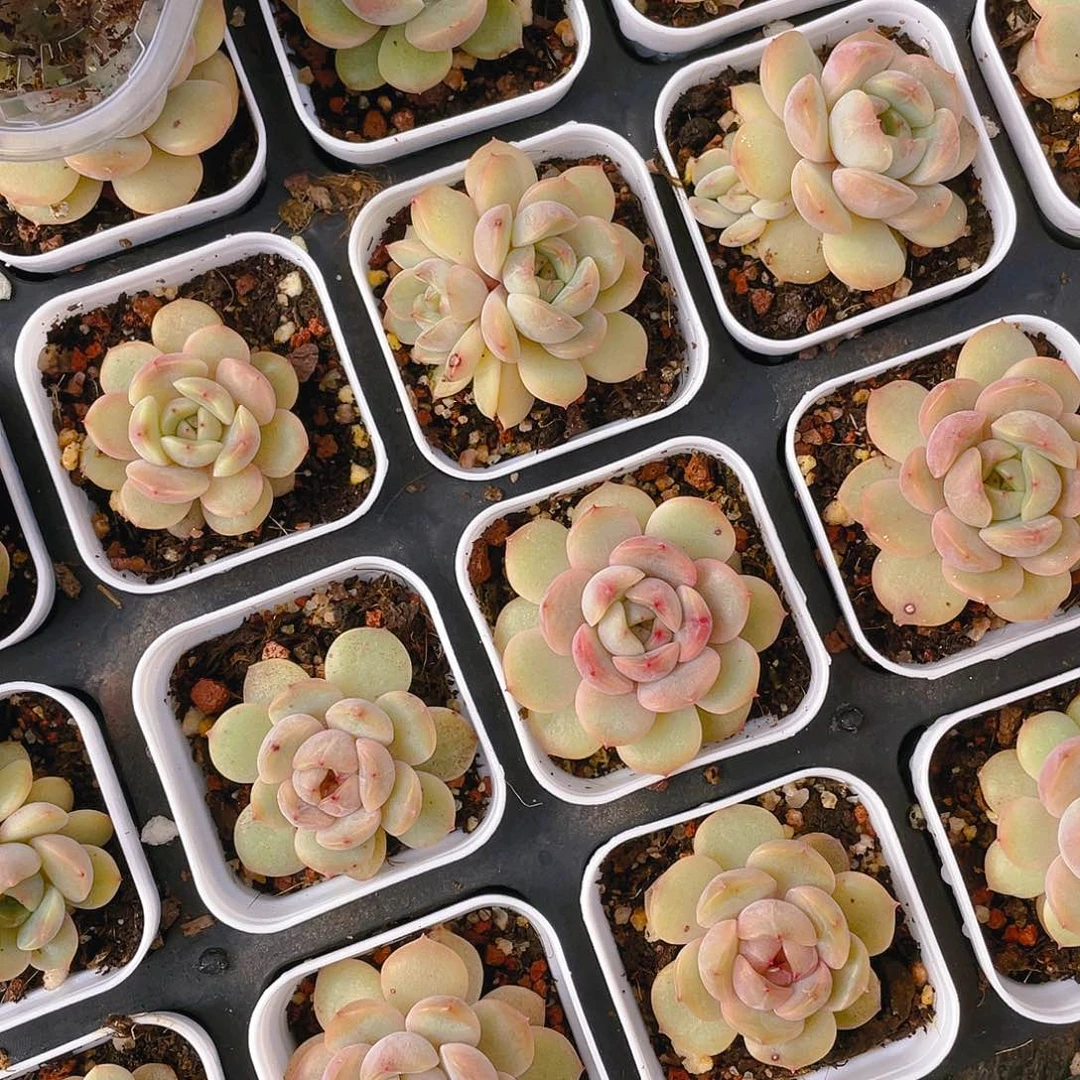 红恋盆一个满25包邮