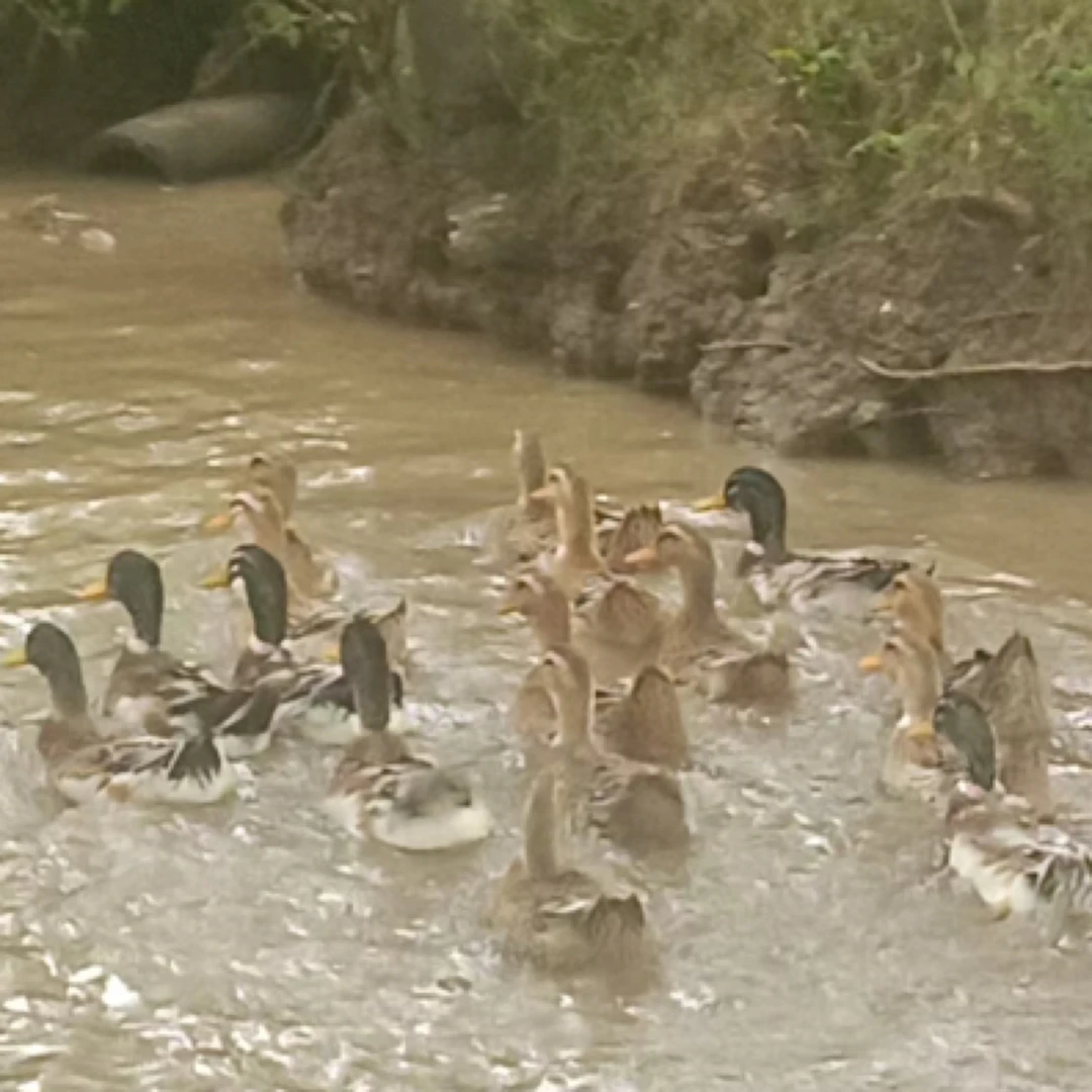 田里土鸭子老人自己养的
