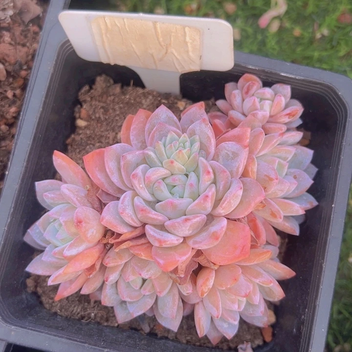 健健康康平平安安