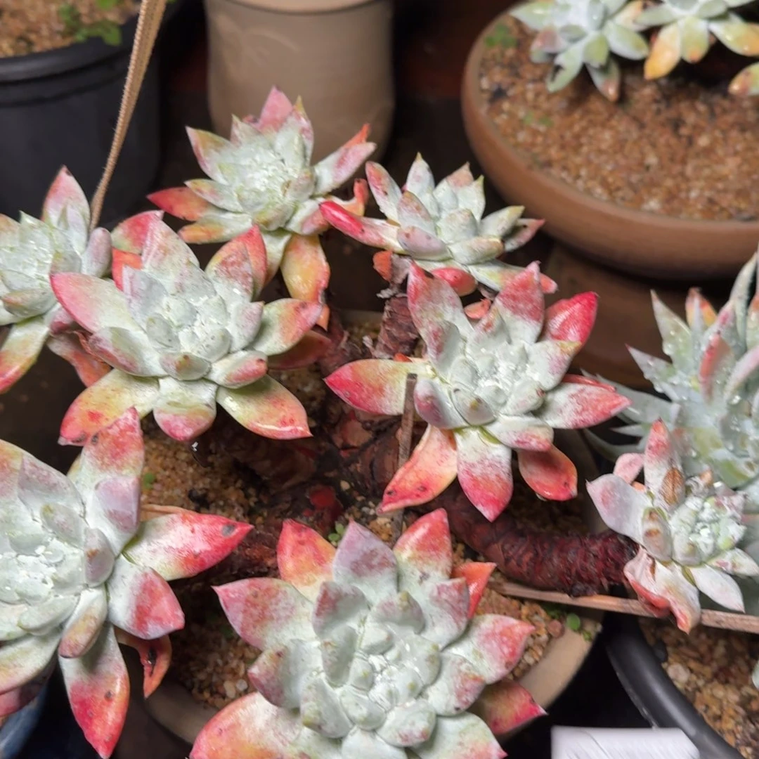 6028苹果拇指多肉