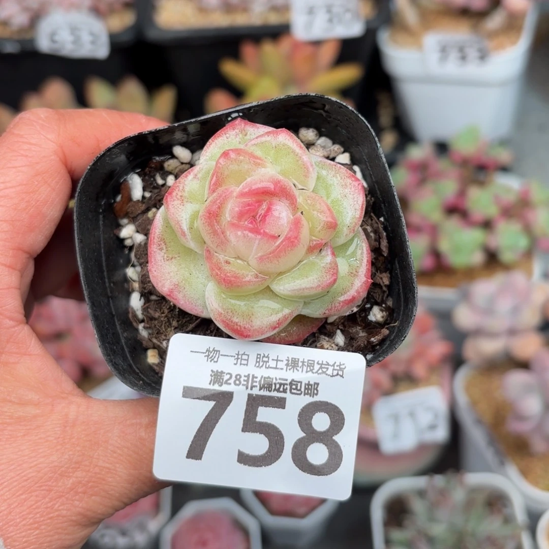 蜜桃柚无盆土发货