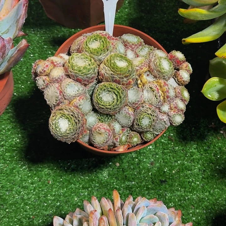 用***8丽娟花卉蛛丝卷卷