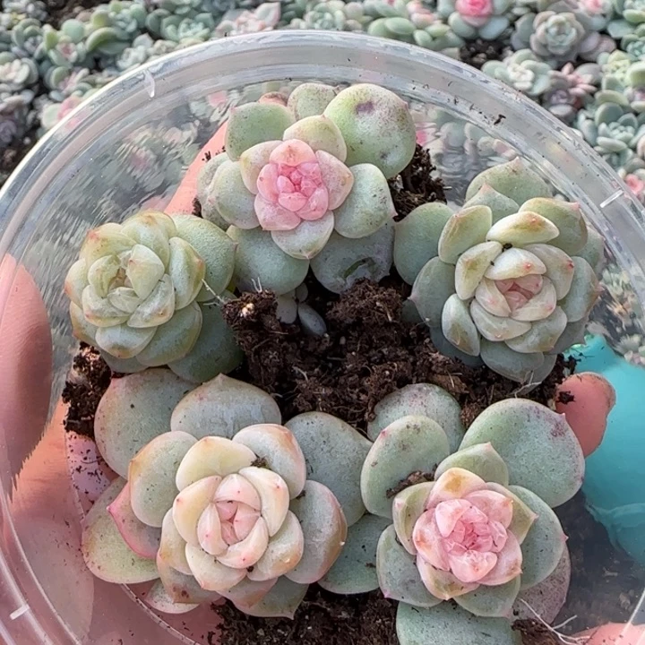 号绝绝子多肉一盘61