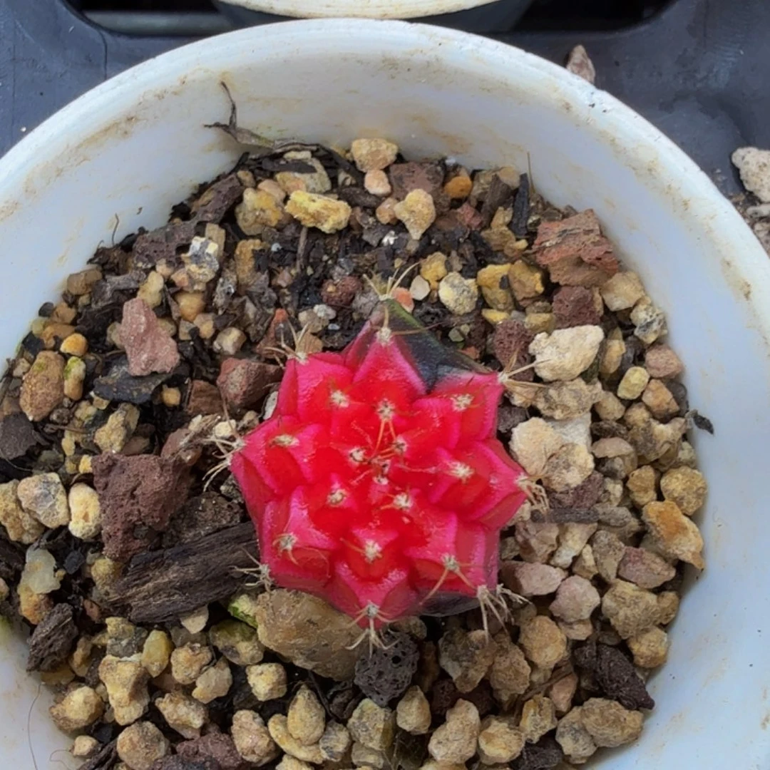 当前无花朵，栽培后可花朵