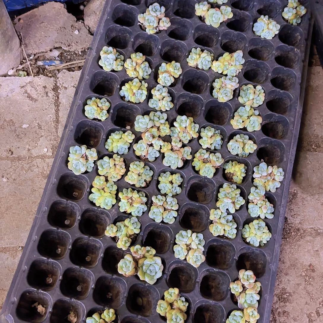 冰玉一颗量拍四头老桩