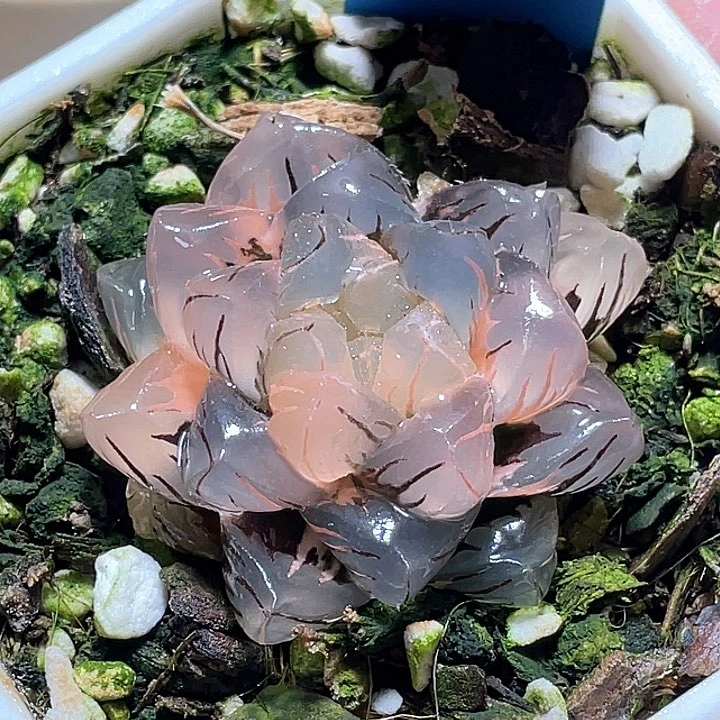 602完美水中月一物一拍