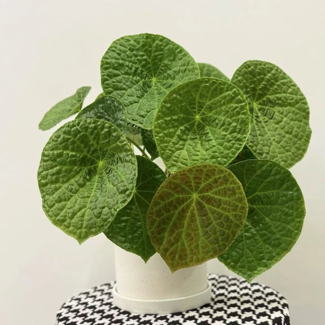 【小陈】（福寿秋海棠）原盆原土室内高端好养观叶绿植