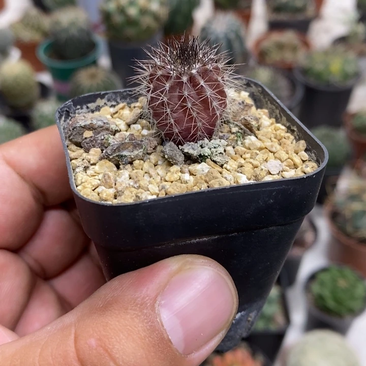 实生紫皮尤博球特价