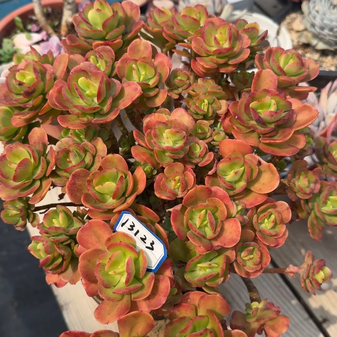 13123红梅凡艺多肉