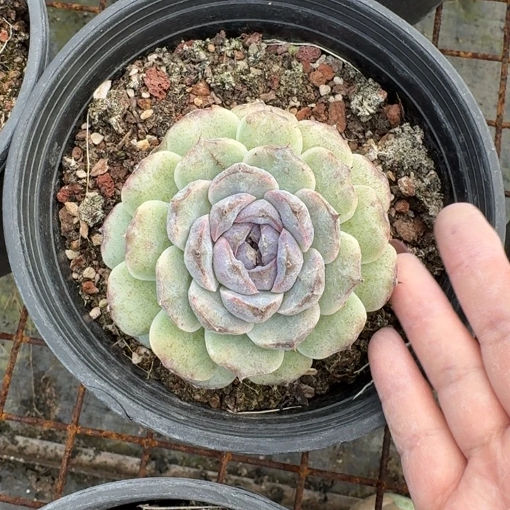 不知名多肉植物绿植