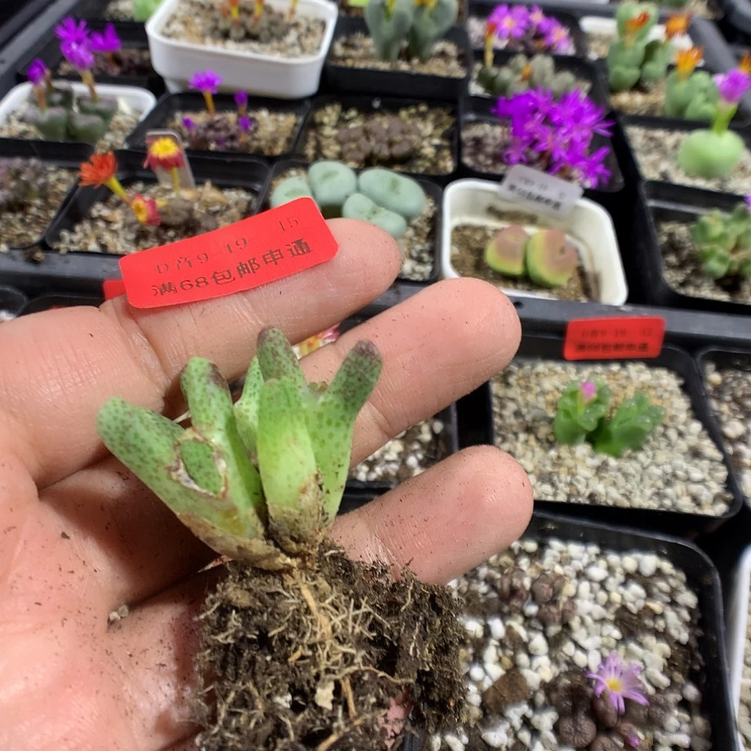 9-9-15 斑马一群40青瑶