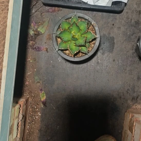 红毛精品龙舌兰精品