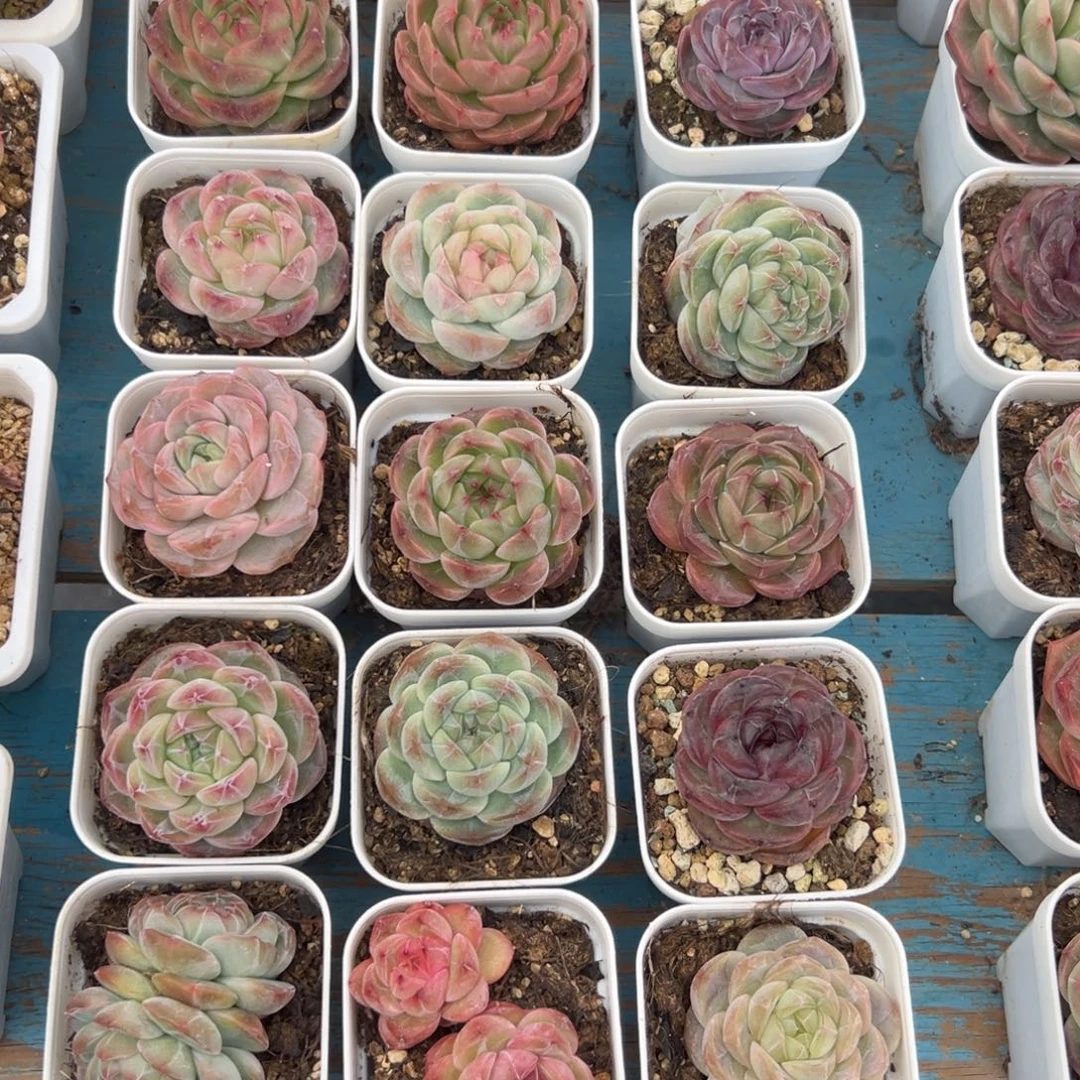 珍妮体，35一颗，一物一拍